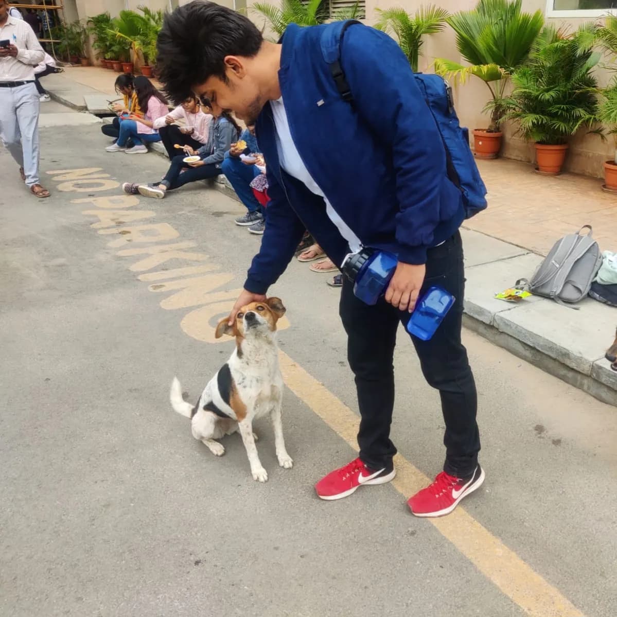 Street Dogs